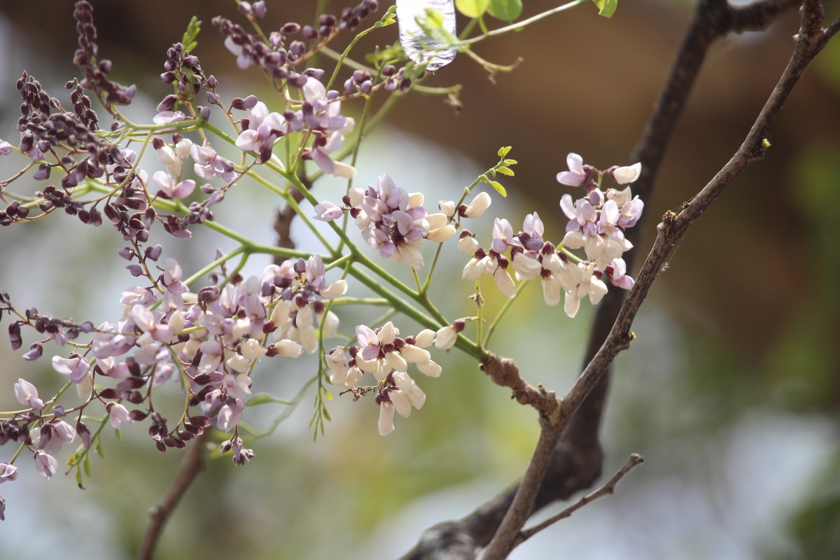 Dalbergia lanceolaria L.f.